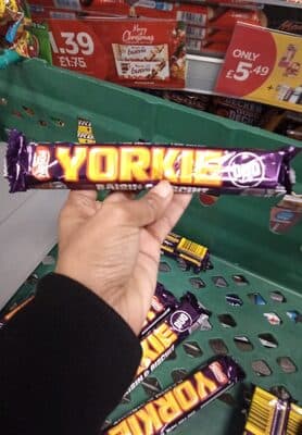 YORKIE DUO RAISIN & BISCUIT